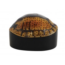 Bay Isle Home Hillcrest Heights Resin Turtle Shell Box BYIL3182